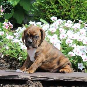 Katie, Boston Terrier Mix Puppy